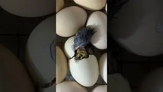 Just a glimpse of the magic&hellip; Watch the full hatching process on the channel! 🐣 #chicken #animals