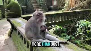 Monkey forest, Ubud