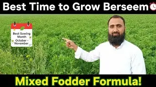Best Time to Grow Mixed Fodder | Berseem, Oats, Rye Grass & Mustard