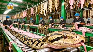 Inside the Giant Python Skin Factory – How Python Skin Becomes a Million Dollar Luxury Good