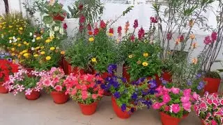 Lovely Blooms Petunia's flowering & other flowers blooms my terrace garden 3 march 2019