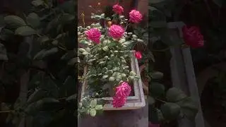 'Early Morning Rose View