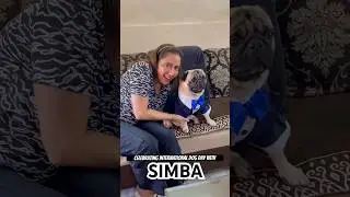 Kabhi doggy ka TUXEDO dekha hai 😂😂😂 #simbaspuglife #shorts