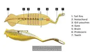 Tully Monster Fossil | Treasures of the Peoria Riverfront Museum Collection