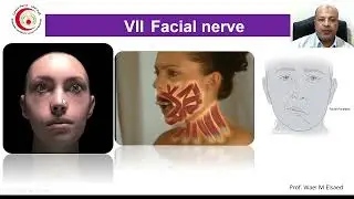 Anatomy of the Cranial Nerves 2 (VII, VIII, IX, X, XI & XII)