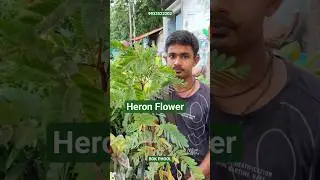 Wonderful Red Heron Flower or Bok Phool with Price #shorts