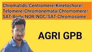 Genetics-24: Chromatids || Centromere || Telomere ||Chromonemata || Chromomere || SAT-Body