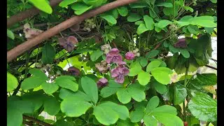 Как цветёт акебия Обильное цветение Цветки душистые #bayern #garten #collection #сад #akebie #julia