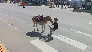 2023 Leadville Boom Days Pack Burro Race. Stubborn burro at the Finish!!
