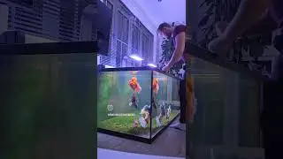 Hand feeding GIANT Goldfish #fancygoldfish #goldfish #fishkeeping #aquarium #fish #oranda #petfish