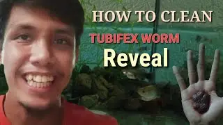 vlog #22 isdaan ni juan CLEAN TUBIFEX WORM REVEAL