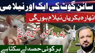 Another auction of Saanen Goat | Preparations complete for October 15th | Asif Nisar Ghayasi 