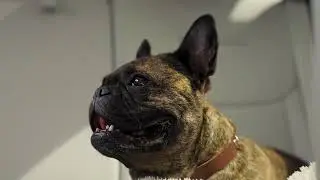 Give Your Furry Best Experience with XPENG Pet Mode