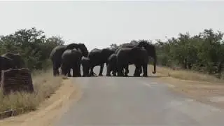 Massive Elephant roadblock
