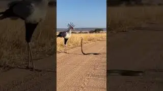 One Kick to Rule Them All Secretary Bird Attacks Snake