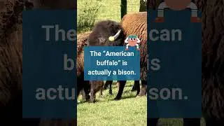 Fast Facts: Bison vs.  Buffalo  #facts #animals #bison #buffalo