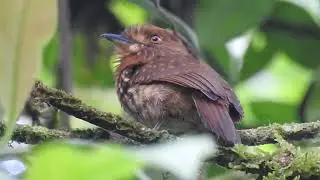 White-whiskered Puffbird, Rancho Tangare, Ecuador.