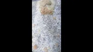Fermented brown rice biomass