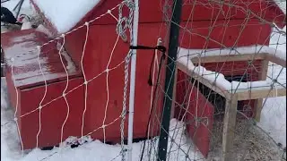 How I winterize my chicken and duck coops!