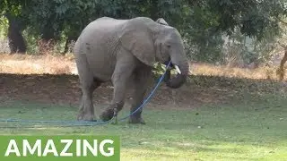 Tourists watch elephant casually drink from garden hose in backyard