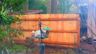 Omnom squirrel