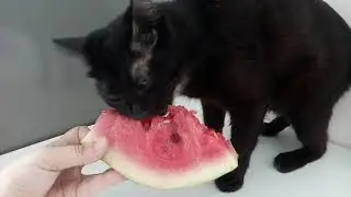 ASMR cat eats watermelon/ кошка ест арбуз