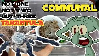 New Taranutla Sling | Monocentropus Balfouri Communal | Tarantula Rehousing Video | Exotic Web