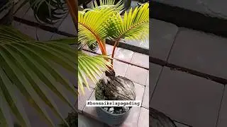 ORIGINAL bukan KW