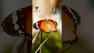 Butterfly photo editing🖌️🦋🎨😍