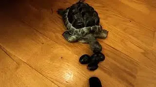 Asmr turtles#ac g&ouml;z tısbağalar#turtle#tısbağa#черепаха#