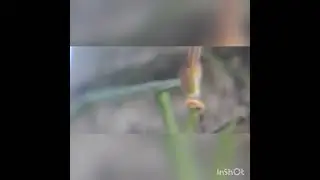 tiny praditers of nature masters of killing signature spider, praying mantis