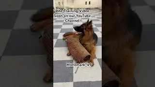 Bite Training Gsd #germanshepherd #gsd #dogtraining #dogtrainer #obedience #dog #ytshorts #monomark