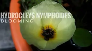 Hydrocleys Nymphoides Blooming Hyperlapse Experiment #nature #relaxing #timelapse #experiment