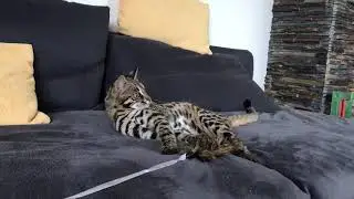 F1 foundation bengal cat /Asian Leopard hybrid cat