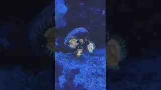 ZOAS GALORE #reef #reeftank #coral #saltwater #corals #shorts #zoa #zoanthid #gmk #viral #shorts