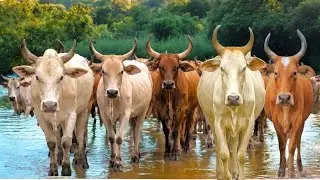 Herding Thousands of Cute, Tame Cows Roaming the Road - Cow Sounds. Cows. Cows Dancing. Cute Cows. 2