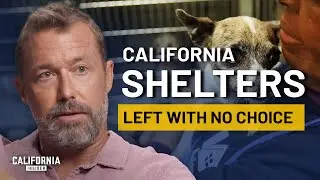 Why California Animal Shelters Are Facing Record Number Abandoned Pets | Zach Skow