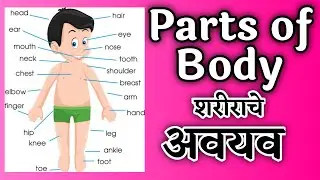 parts of body , body parts , marathi , शरीराचे अवयव
