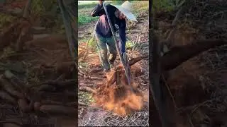 Harvesting cassava smart tool #shorts #smartworking