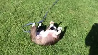 Sydney at the dog park