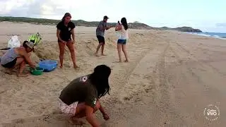 Releasing Baby Sea Turtles in Cabo San Lucas