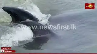 மன்னார் கடலில் துள்ளிக்குதித்த டொல்பின்கள் #mannar #dolphins #newsfirsttamil