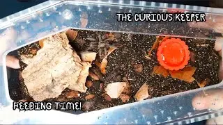 Feeding Time: GBB, Curly Hair, Chilean Rose & Dwarf Pink Leg