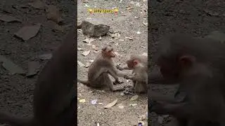🤪🤪🤪🤪 #funny monkey viral videos Monkey funny videos #funnyimages #naturelover #sivaya #funnymemes