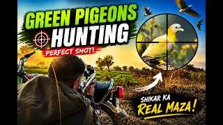 Hunting By Qammar Hunter AJK || Green pigeon and Dove Hunting with pcp #pcphunters #airgunhunting