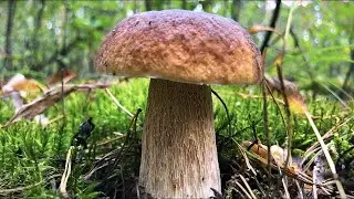 ¡Encontré más de 100 hongos en un solo lugar! Lugares secretos para recolectar hongos