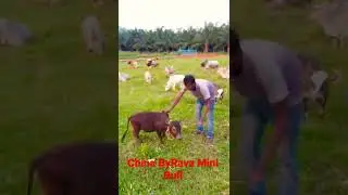 China ByeRava Mini Bull# Miniature Punganuru Bull#Worlds Shotest Bull Below 2 feet