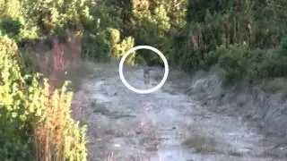 &Kappa;&upsilon;&nu;ή&gamma;&iota; &lambda;&alpha;&gamma;&omicron;ύ &mu;&epsilon; &iota;&chi;&nu;&eta;&lambda;ά&tau;&epsilon;&sigmaf; &pi;&omicron;&rho;&sigma;&epsilon;&lambda;έ&nu; 5 (Hare hunting with Porcelaine scenthounds 5)