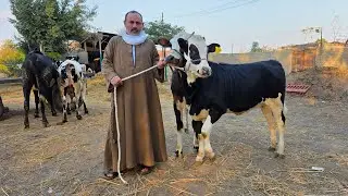 دبابات الجاموس الوالد والعجلات البقر العشر سلالات واسعار مش موجودة