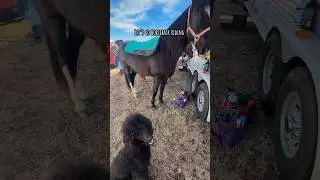 Let&rsquo;s go horseback riding together #dogshorts #horsebackriding #standardpoodle #poodle #poodlelover